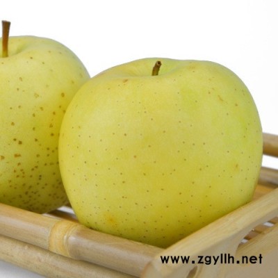 绵竹中秋王苹果苗市场采购价格