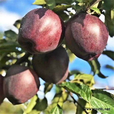 浏阳潮巅4号苹果苗哪里好