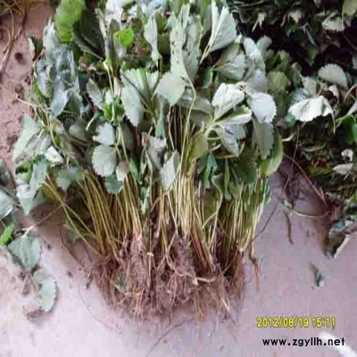 缙云妙香草莓苗厂家直销