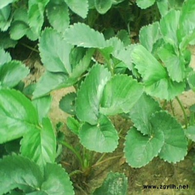 溆浦红颜草莓苗适合你种植