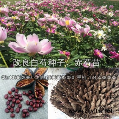 改良粉花赤芍苗种植GAP基地,赤芍种苗价格批发厂家