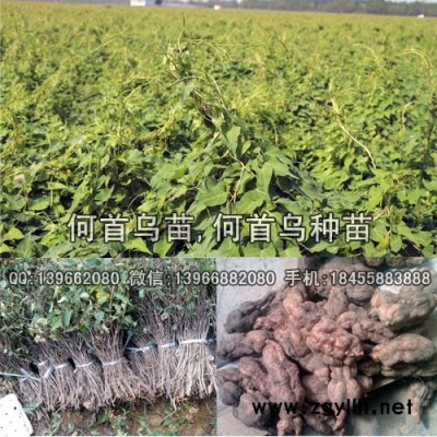 何首乌种苗,何首乌苗批发,何首乌扦插苗价格