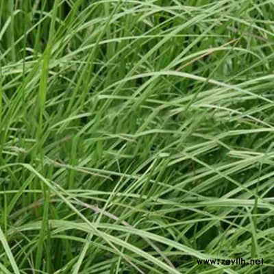 广东广州直销百喜草种子 多年生绿化护坡固土草种宽叶雀稗草籽宽叶草种子