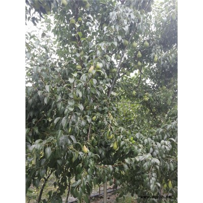 张家界哪里有晚秋黄梨苗,早红考蜜斯梨苗供应