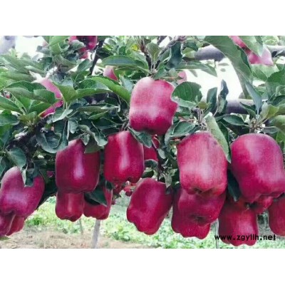 眉山高产苹果苗价格基地直供
