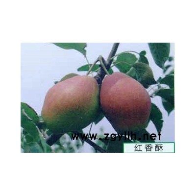 兰州哪里有梨树苗,金阳蜜6号梨苗种植基地