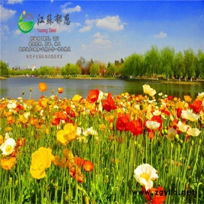 云南省临沧市花海项目设计公司专业花海图1
