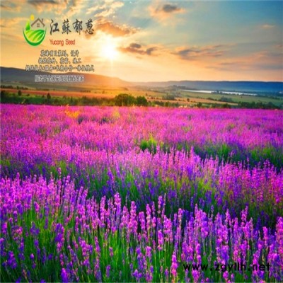 盘锦市花海项目设计公司专业花海图1