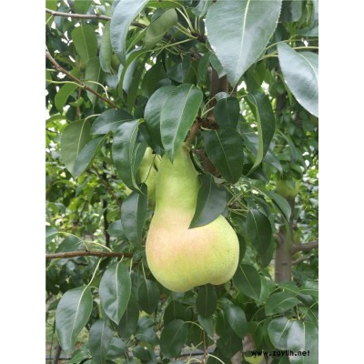 平顶山哪里有金阳蜜4号梨苗,红肉红心梨苗货源地在哪里