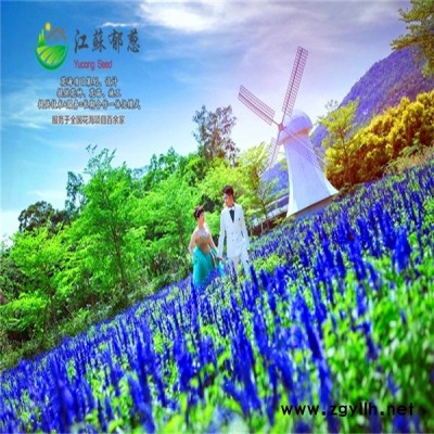 江西省宜春市花海项目规划指导施工专业花海