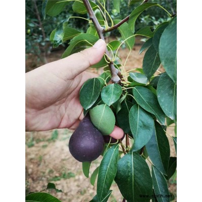 盐城哪里有晚秋黄梨苗,包金梨苗电话