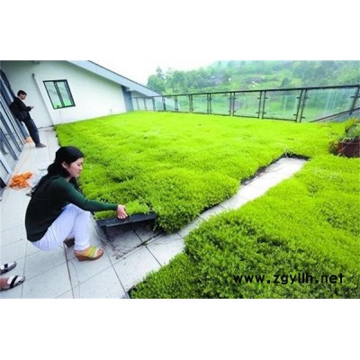 石家庄五色草种植基地