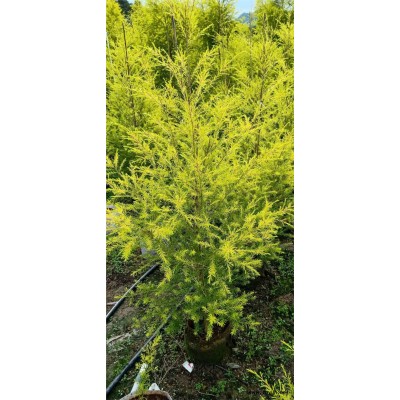 苏州地区精品千层金目前批发价格是多少