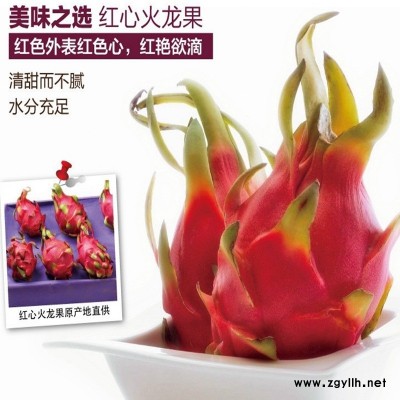 涵江紫罗兰火龙果苗价格低