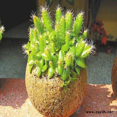 官渡紫罗兰火龙果苗价格低