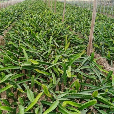 金坛异花授粉火龙果苗免费咨询