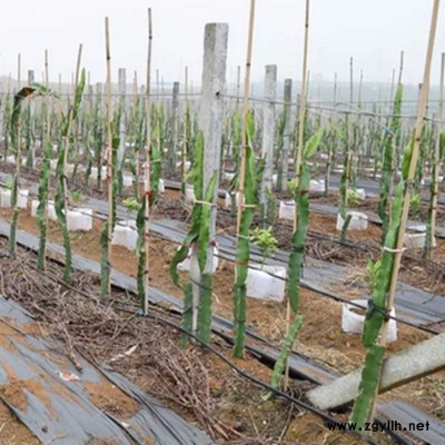 化州自产自销火龙果苗什么地方有卖