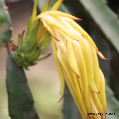 寻甸黄金火龙果苗现货出售