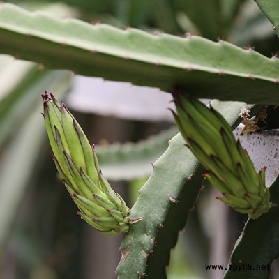 雁塔香蜜龙火龙果苗加盟费多少？