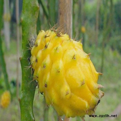 叶县黄金火龙果苗信息推荐