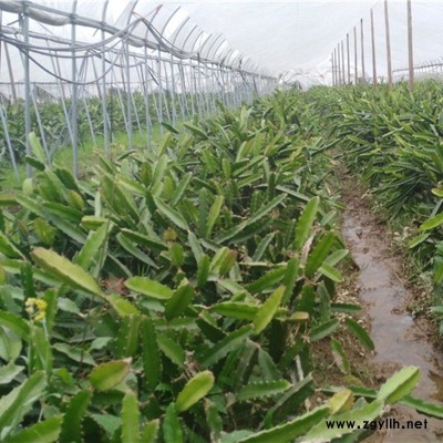 大兴紫罗兰火龙果苗价格实惠