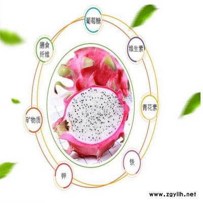 历城自产自销火龙果苗现货供应