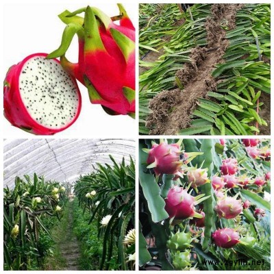 广安香蜜龙火龙果苗2019年新报价