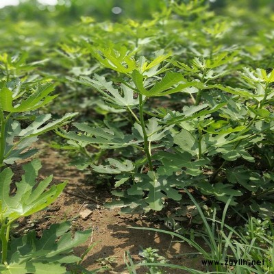 雷山黑色使命无花果苗致富新品种