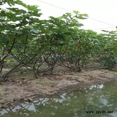 繁昌一年生无花果苗_信息推荐