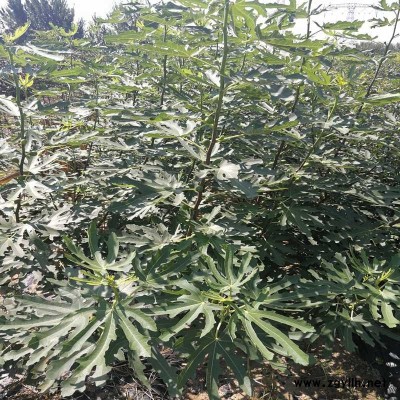 凌河五年生无花果苗|口碑推荐