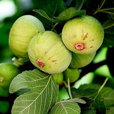 永安白蜜无花果苗销售