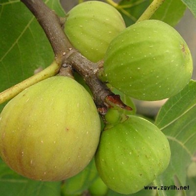 西峰三公分无花果苗市场前景