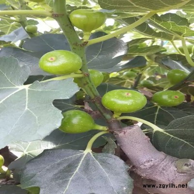 阳高一公分无花果苗|值得信赖