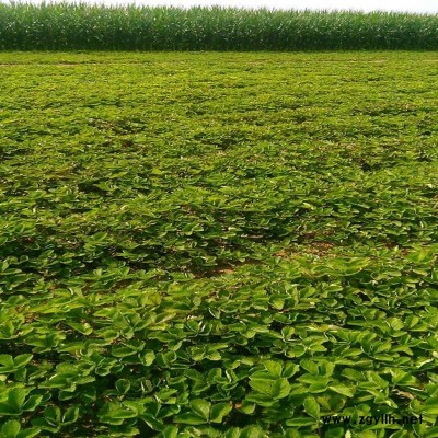 龙子湖白雪公主草莓苗信誉保证