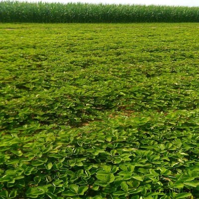 大东京承香草莓苗特价批发