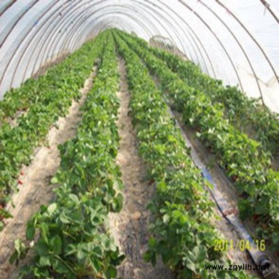 依安妙香草莓苗高产