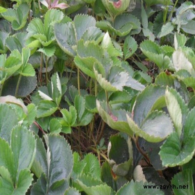 浦东新生产草莓苗口碑推荐