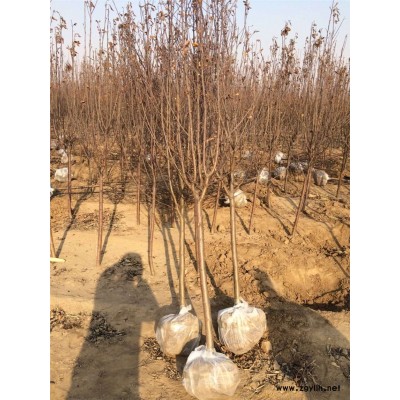 上虞烟8号苹果苗欢迎来电