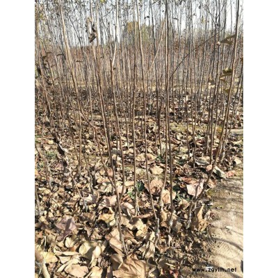 五华红肉苹果苗行情价格