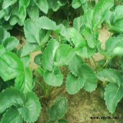 信丰京藏香草莓苗基地