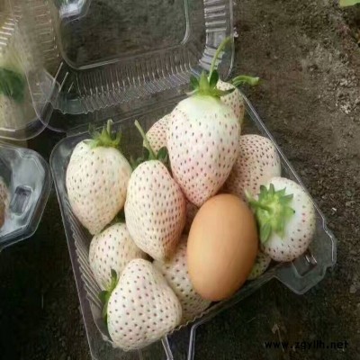 高邮佐贺清香草莓苗超丰产