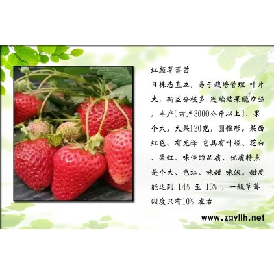 秦都太空2008草莓苗厂家电话