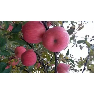 崆峒寒富苹果苗当年挂果