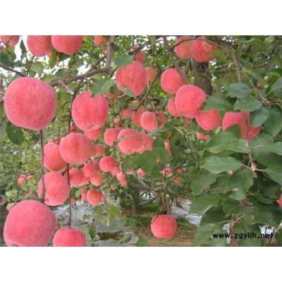 宜丰自产自销苹果苗产量