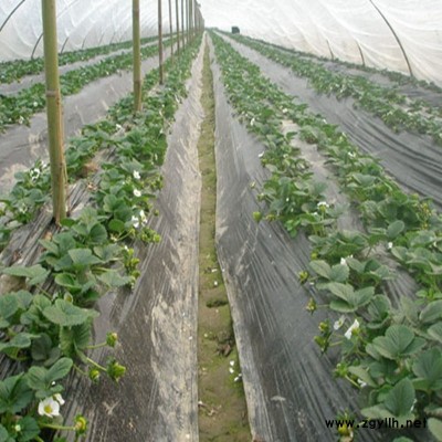 长岭黔莓草莓苗亩产量