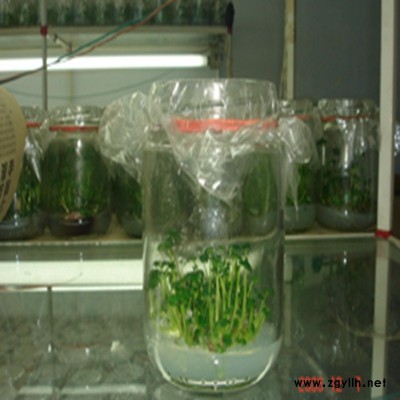 郧县醉侠草莓苗价格诚信互利