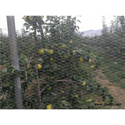 玉溪哪里有红宝石梨苗,中梨4号梨苗电话