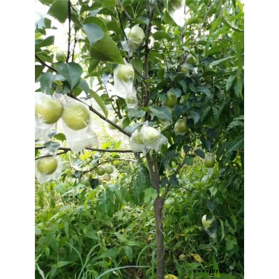 湘潭哪里有早酥红梨苗,若光梨苗价格