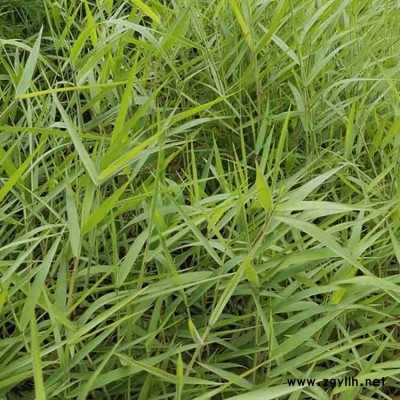 广东广州直销糖蜜草多年生绿化护坡固土防沙草种观赏红毛草籽批发