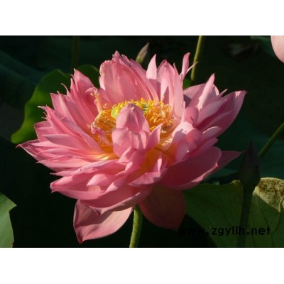 荷花苗价格